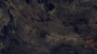 Fossil 1