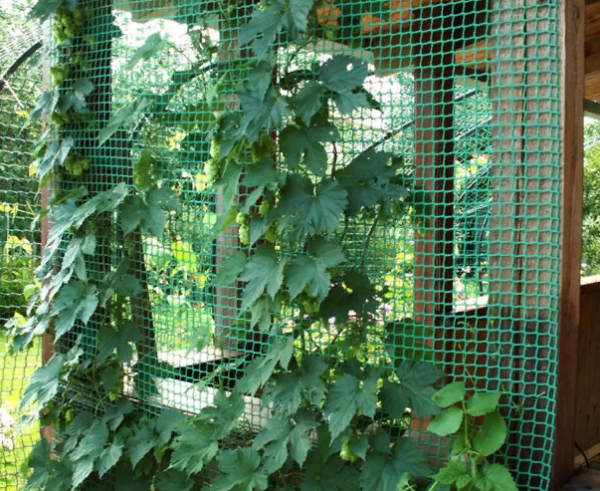 Sadovaya reshetka yachejka 2